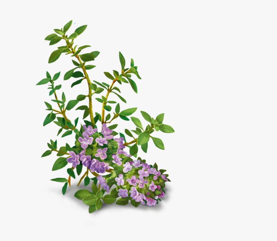 Yogi Tea Vox Sana Infusion 17 Bags Clipart , Png Download - Jengibre Tomillo, Transparent Clipart