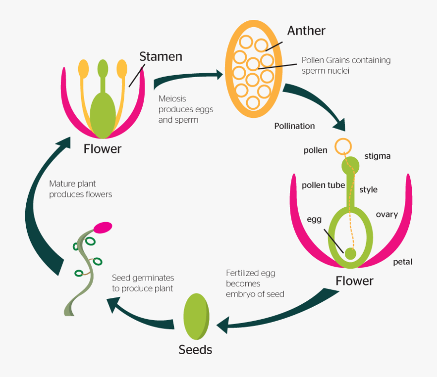 Reproduction Process Of Plants, Transparent Clipart