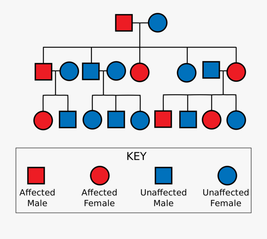 Picture - Dominant And Recessive Allele, Transparent Clipart