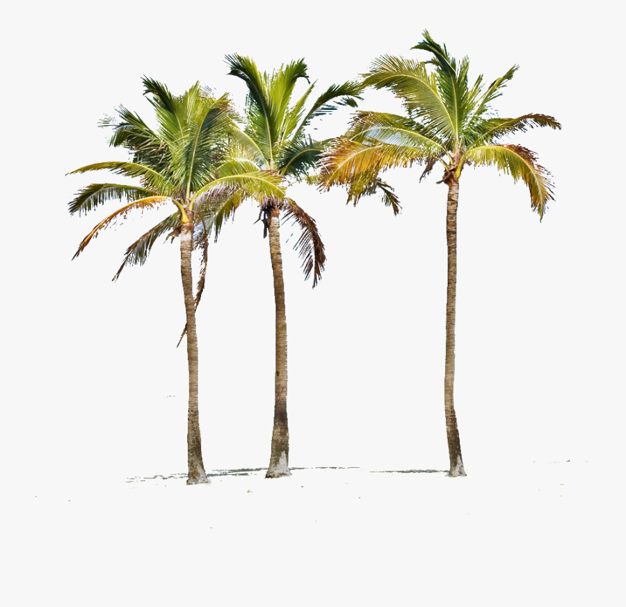 Miami Palm Tree Png - Indian Palm Tree Png, Transparent Clipart