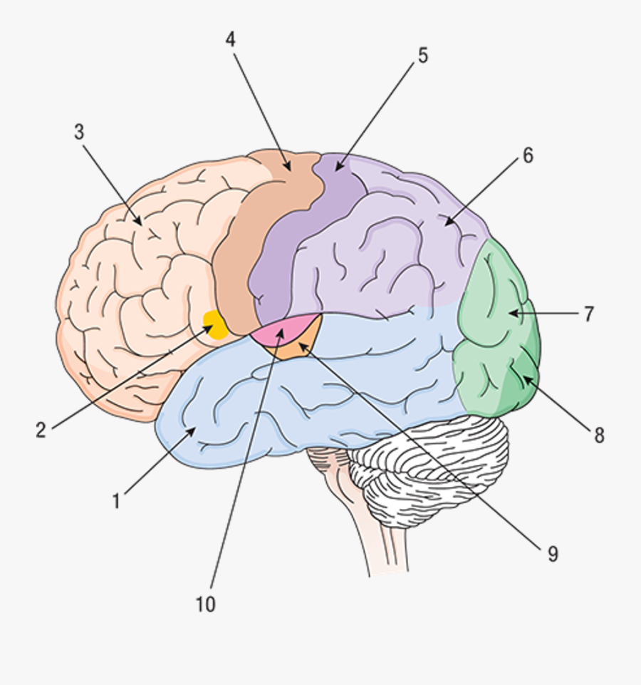 Illustration, Transparent Clipart