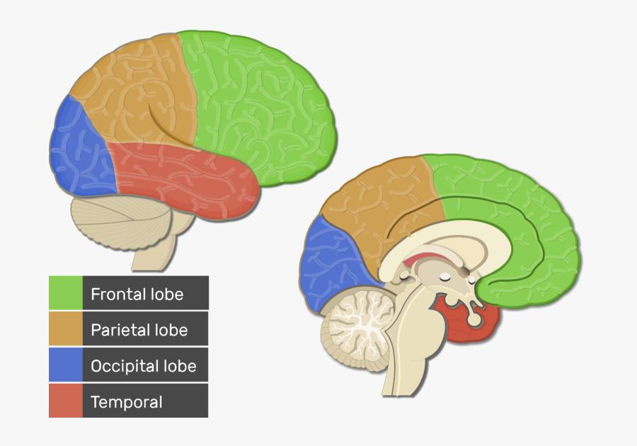 Transparent Frontal Lobe Clipart - Visual Cortex Brain, Transparent Clipart