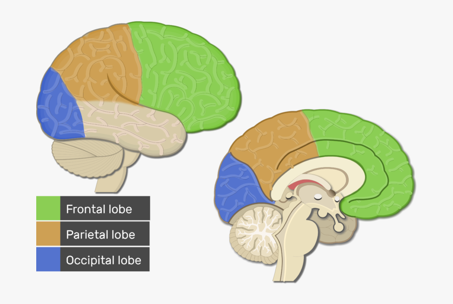 An Image Showing The Occipital Lobe Colored In Addition - Visual Cortex Brain, Transparent Clipart