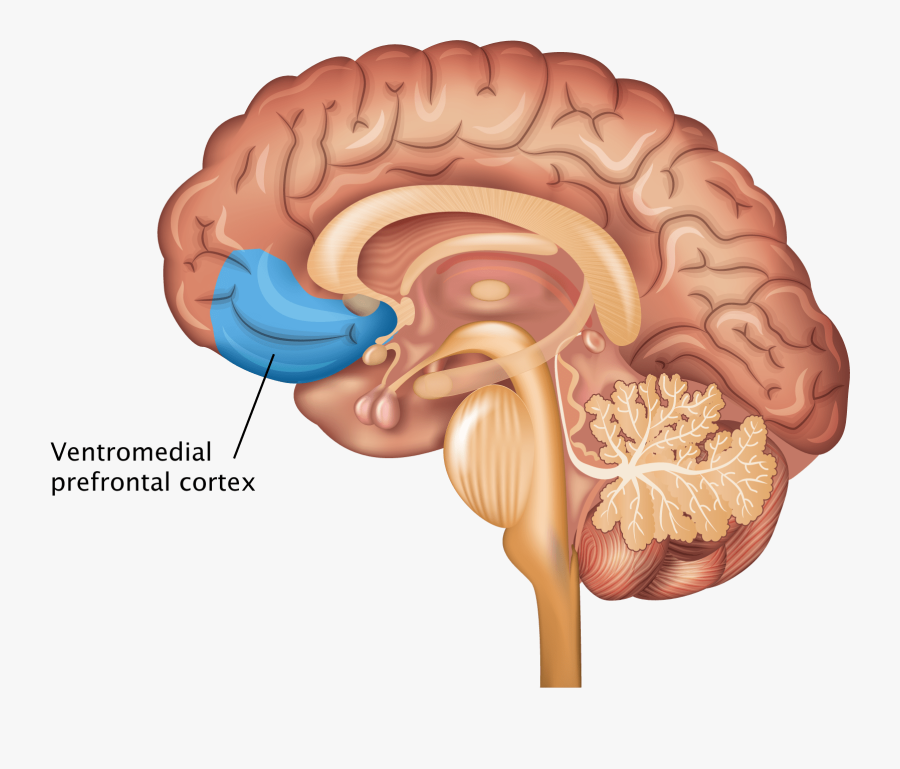 Clip Art Frontal Anatomy - Ventromedial Prefrontal Cortex, Transparent Clipart