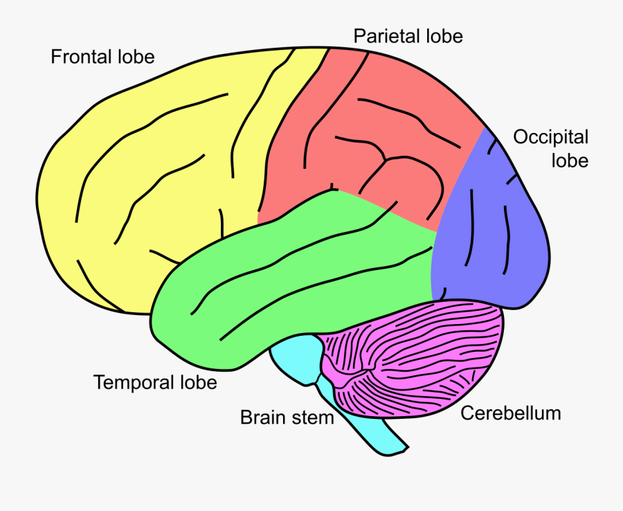 Brain name. Lobes of the Brain. Parts of the Brain. Cerebellum Anatomy. Brain Maps.