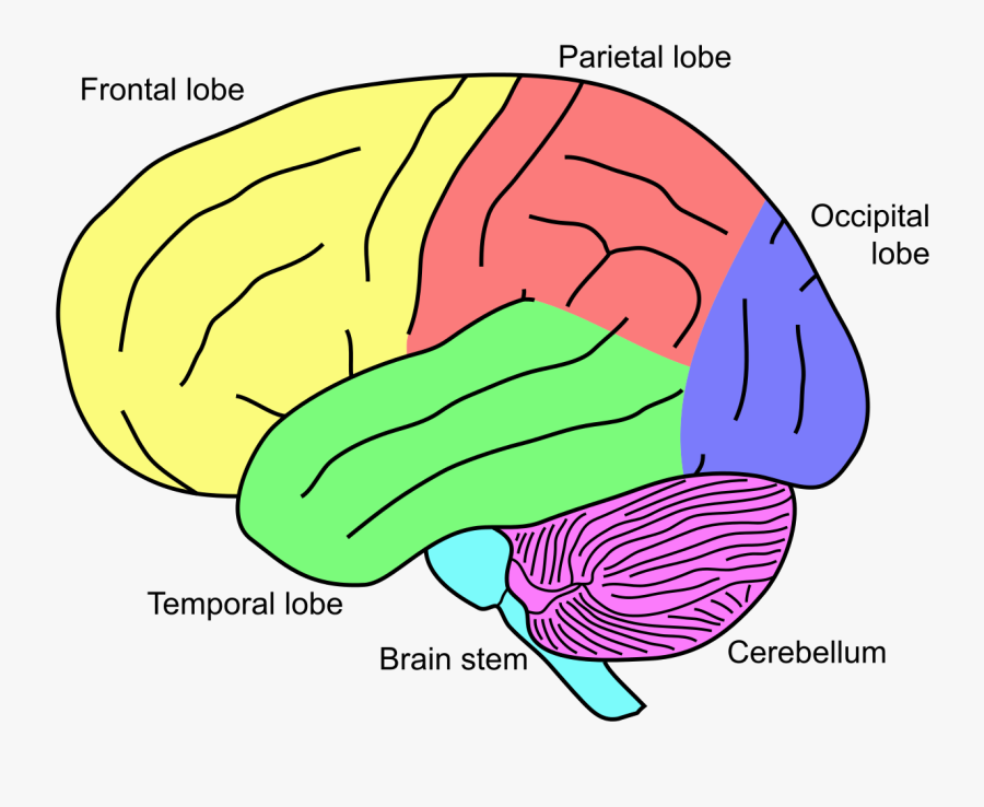 Brain name