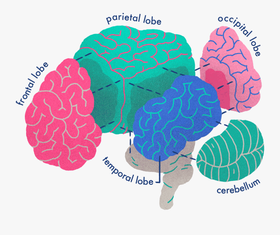 Your Brain On Stories, Transparent Clipart