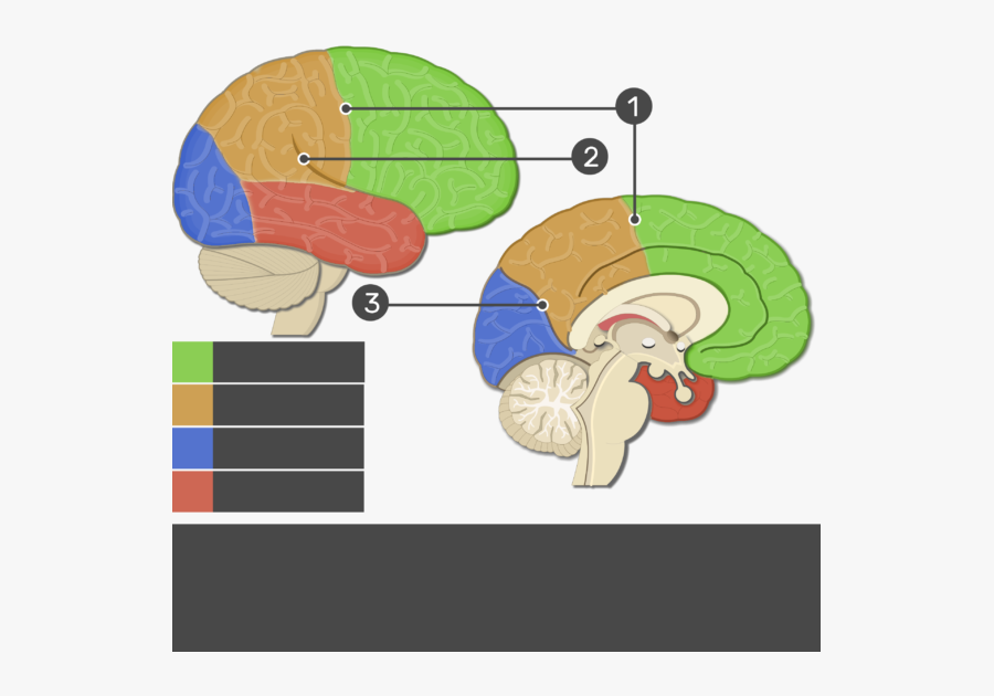 An Image Showing Frontal Lobe, Parietal Lobe, Occipital - Fissures Of The Cerebral Cortex, Transparent Clipart