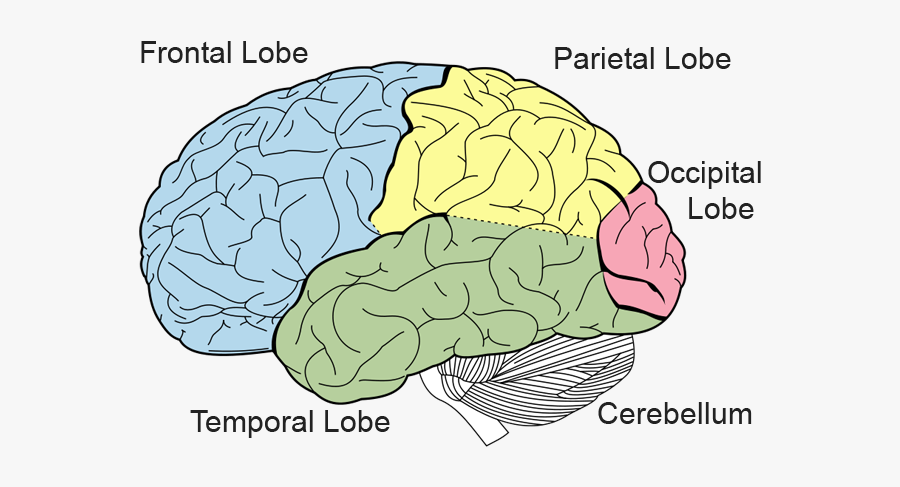 Know Your Brain Structure - Brain Diagram Occipital Lobe, Transparent Clipart
