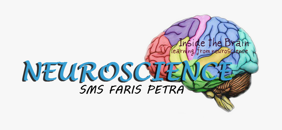 Brain Diagram, Transparent Clipart