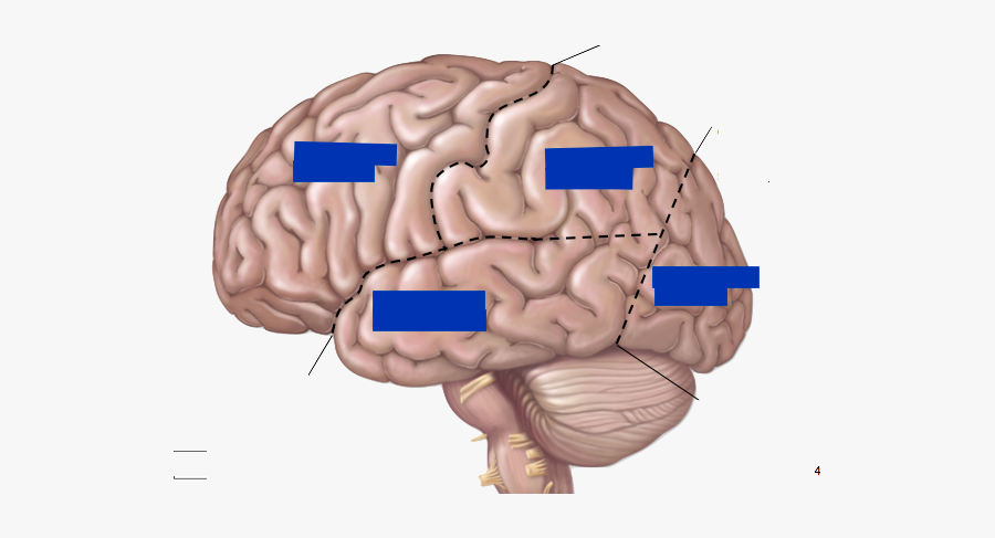 Anterior Area Of The Cerebrum, Transparent Clipart