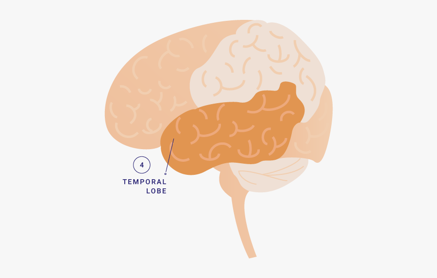 Illustration, Transparent Clipart