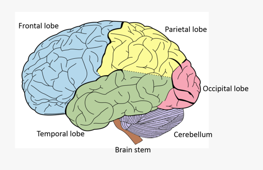 Henry Vandyke Carter [public Domain], Via Wikimedia - Brain Diagram Occipital Lobe, Transparent Clipart