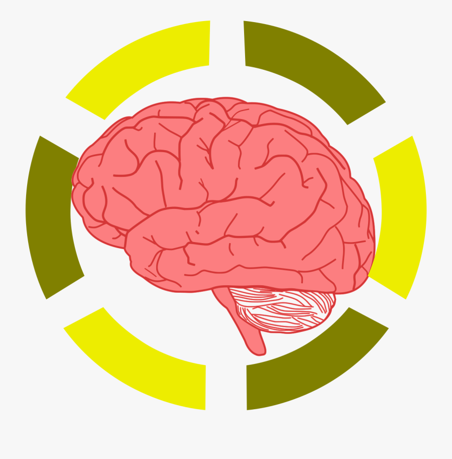 Cfcf/wikimedia Commons - Brain Clip Art, Transparent Clipart
