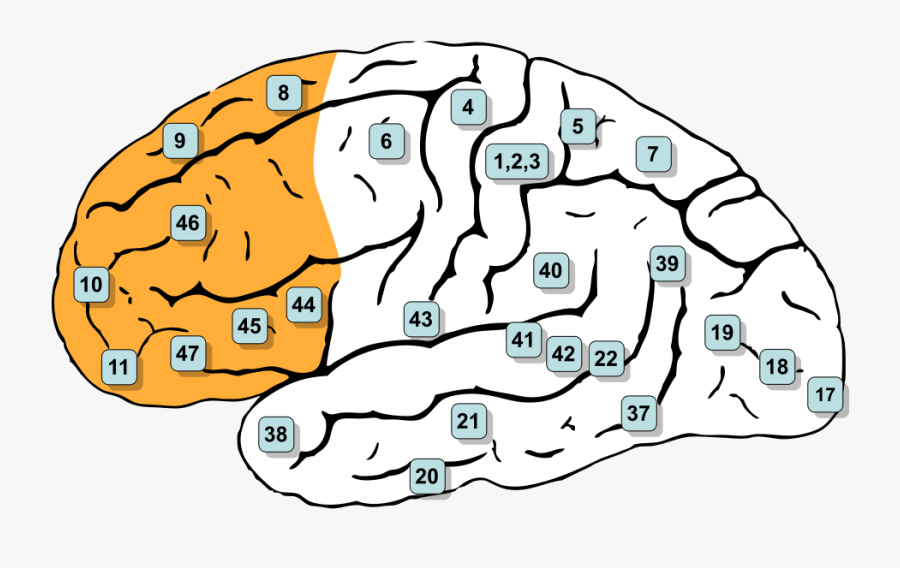 992px Gray726 Brodman Prefrontal - Brodmann Areas Prefrontal Cortex, Transparent Clipart