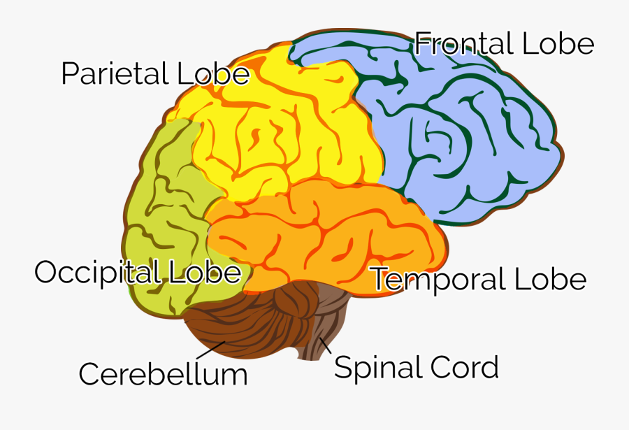Clip Art, Transparent Clipart