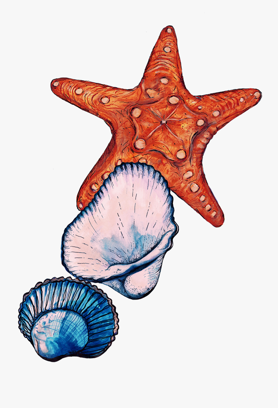 Starfish, Transparent Clipart
