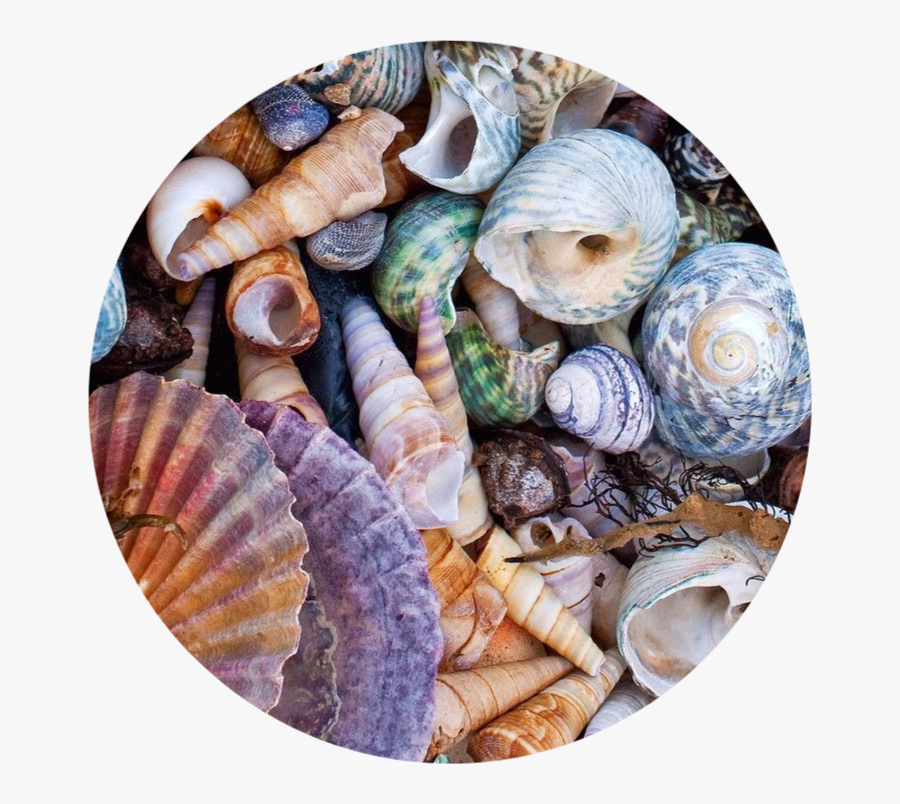 #circle #png #tumblr #background #astethic #kpop #colorful - Shell Aesthetic, Transparent Clipart