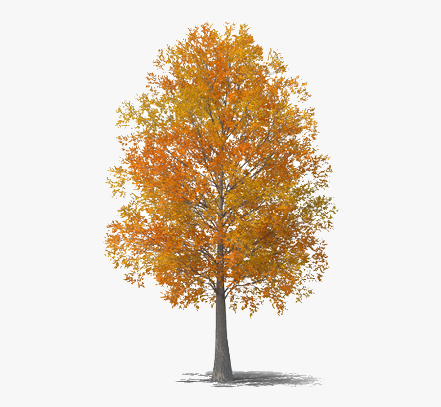 Fall Tree Autumn Clipart Image And For Free Transparent - Png Transparent Autumn Tree Png, Transparent Clipart