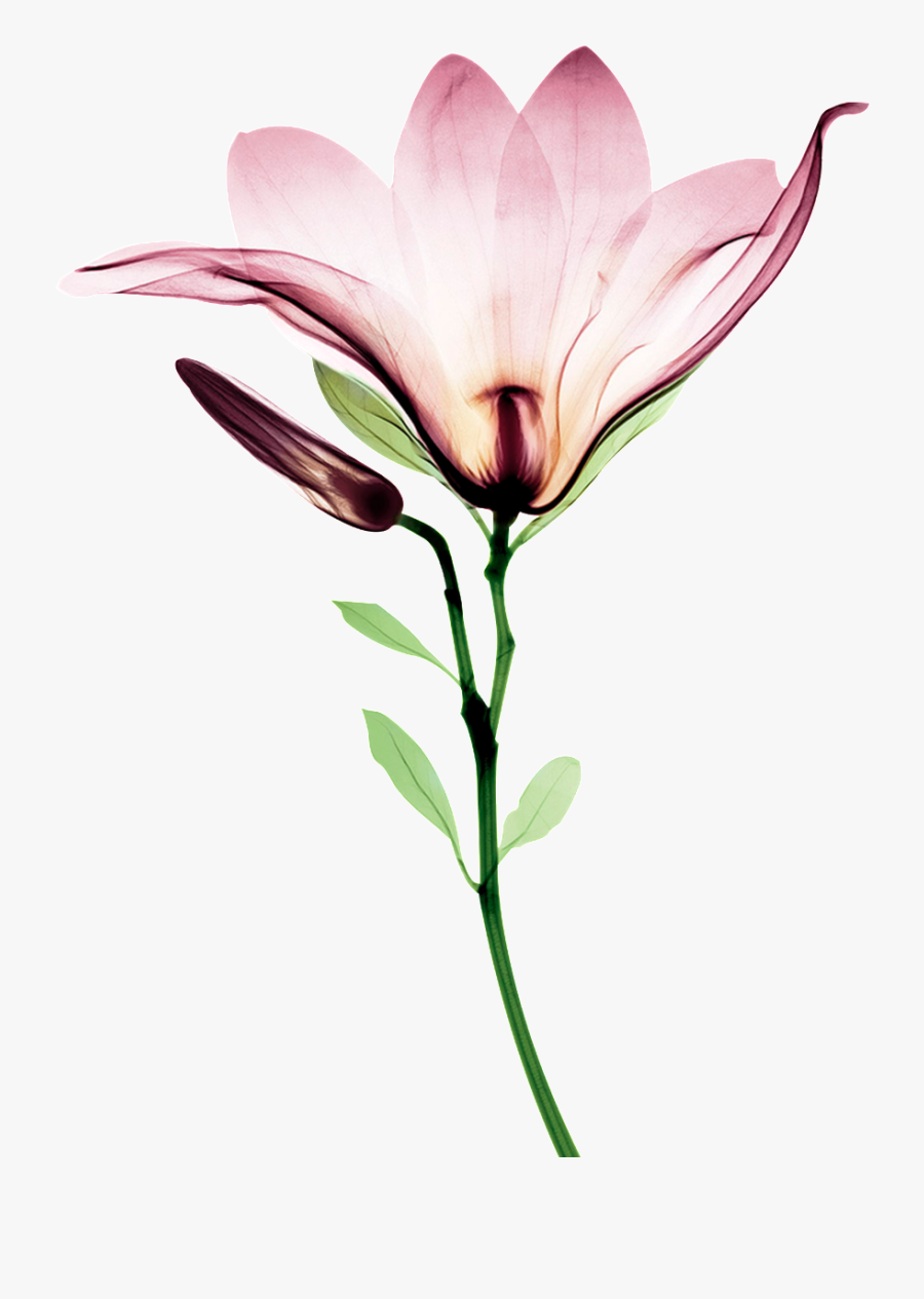 Blooming Watercolor Flower Transparent Clipart , Png - Sunscreen, Transparent Clipart