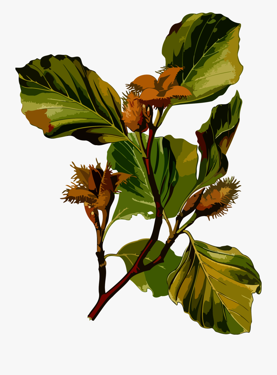 Fagus Sylvatica Drawing, Transparent Clipart