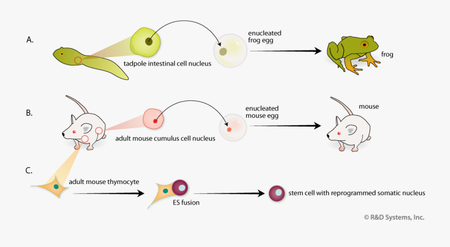 Nuclear Reprogramming From Cloned - Cloning Frogs, Transparent Clipart