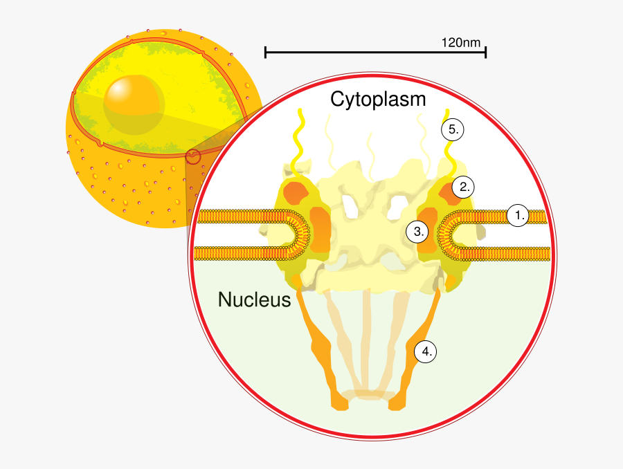 Download Nuclearpore Crop Pore Transparent Background - Nuclear Pores Diagram, Transparent Clipart