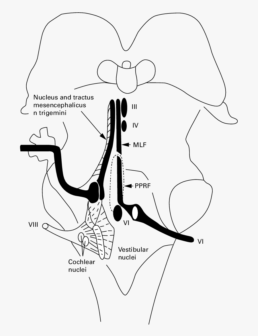 Semischematic Drawing Of The Intrapontine Vestibular - Line Art, Transparent Clipart