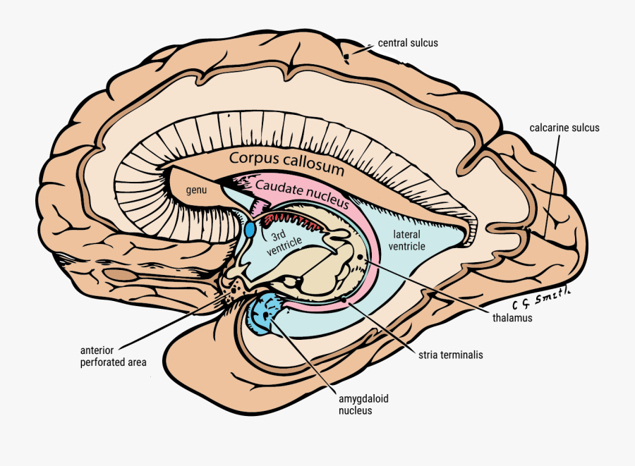 Caudate Nucleus & Amygdala - Caudate Nucleus Corpus Callosum, Transparent Clipart
