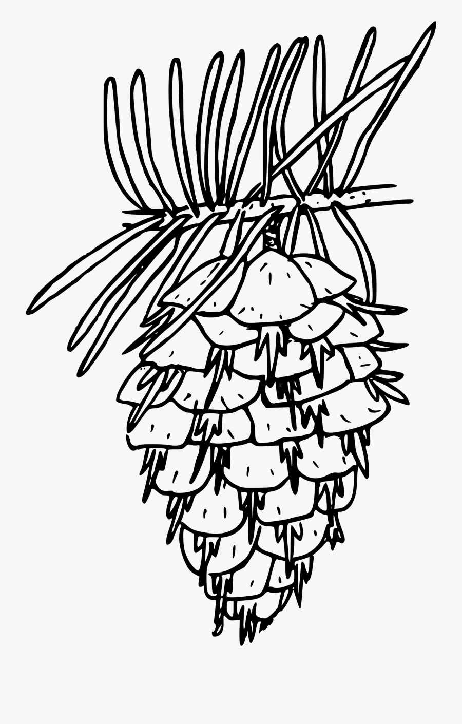 Clipart - Drawing Doug Fir Tree, Transparent Clipart