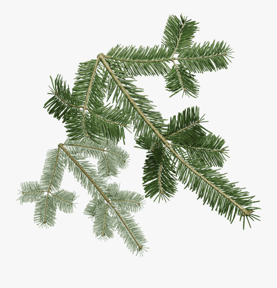 Transparent Douglas Fir Clipart - Silver Fir Tree, Transparent Clipart