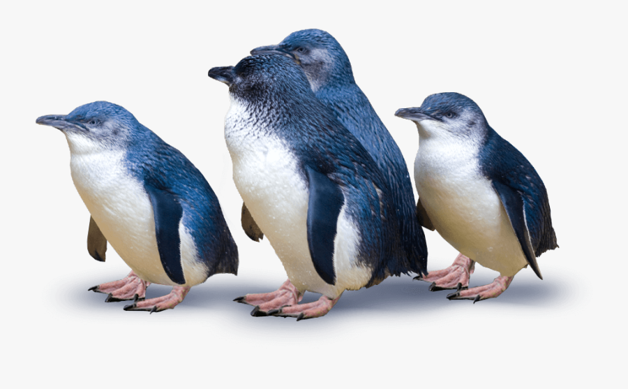 Clip Art Meet The World S - Blue Penguins In New Zealand, Transparent Clipart