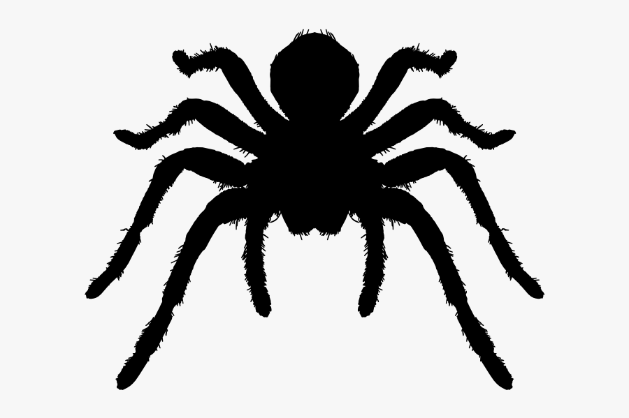 Clip Art Brazilian Red And White Tarantula - Tarantula Png, Transparent Clipart