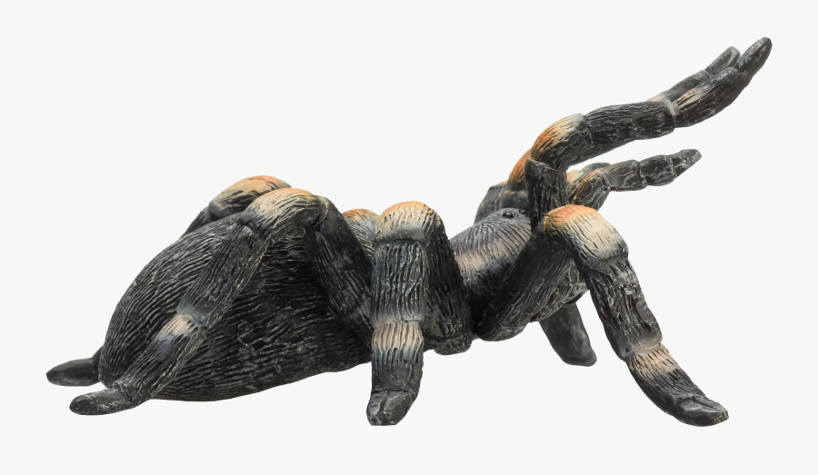 Tarantula Clipart Black And White, Transparent Clipart