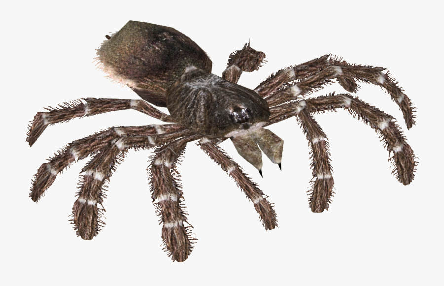 Clip Art Brazilian Red And White Tarantula - Goliath Bird Eating Spider Png, Transparent Clipart