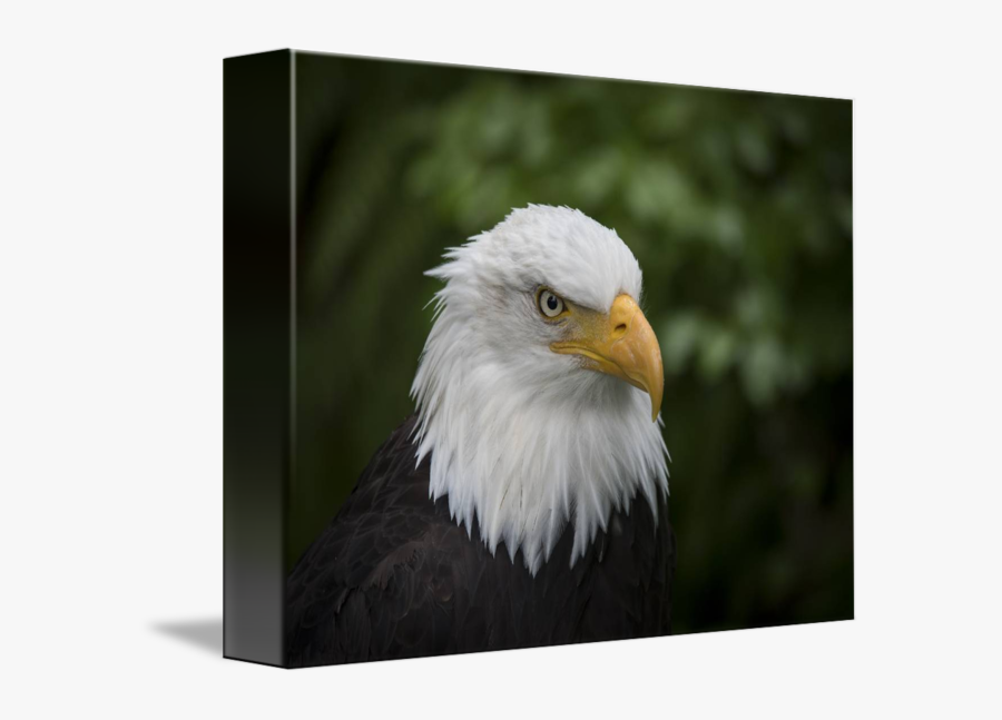 Clip Art Bald Eagle Head - Bald Eagle, Transparent Clipart