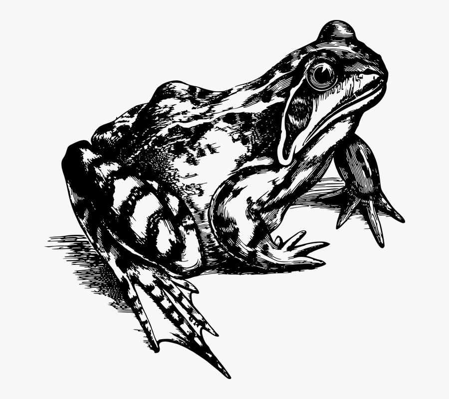 Transparent Toad Clipart Black And White - Violent Femmes Poster Tour, Transparent Clipart