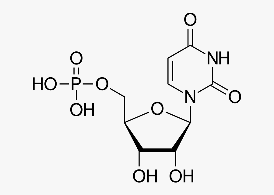 291 × 240 Pixels - Uridine Monophosphate, Transparent Clipart