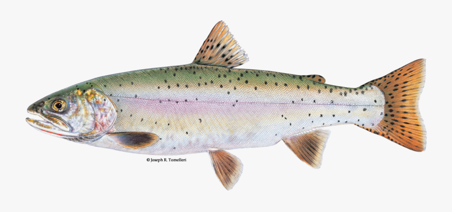 Lahontan Cutthroat Trout Png - Oregon Cutthroat Trout, Transparent Clipart