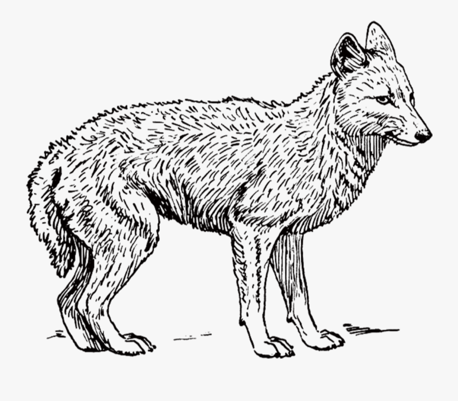 Dog Backed Jackal Wolf - Coyote Black And White, Transparent Clipart