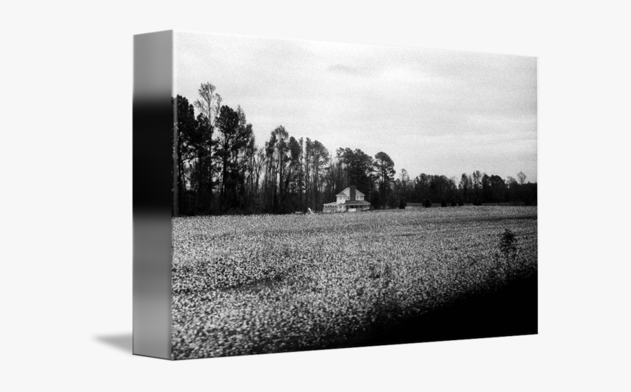 Cotton Field Photos - Monochrome, Transparent Clipart