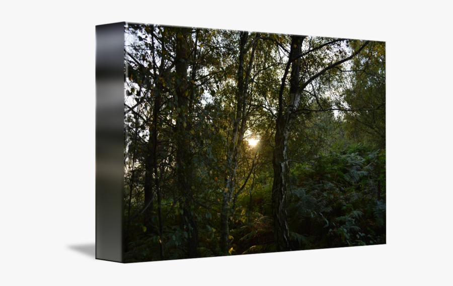 Clip Art Light Through The Trees - Picture Frame, Transparent Clipart