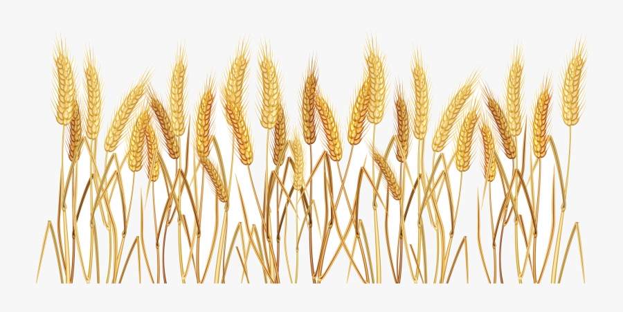 Wheat Tall Grass Transparent Background Clipart Png - Wheat Transparent, Transparent Clipart