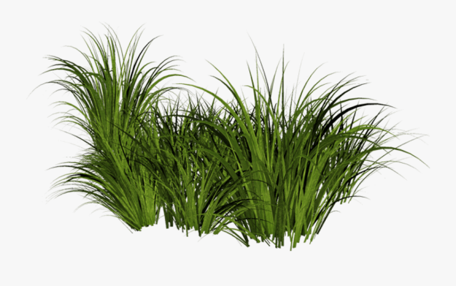 Beach Grass Png - Tall Grass No Background, Transparent Clipart