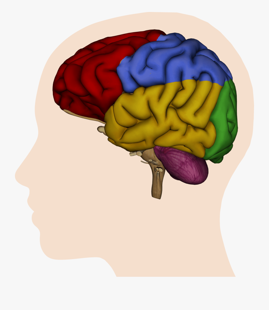 Brain - Brain Digitized, Transparent Clipart