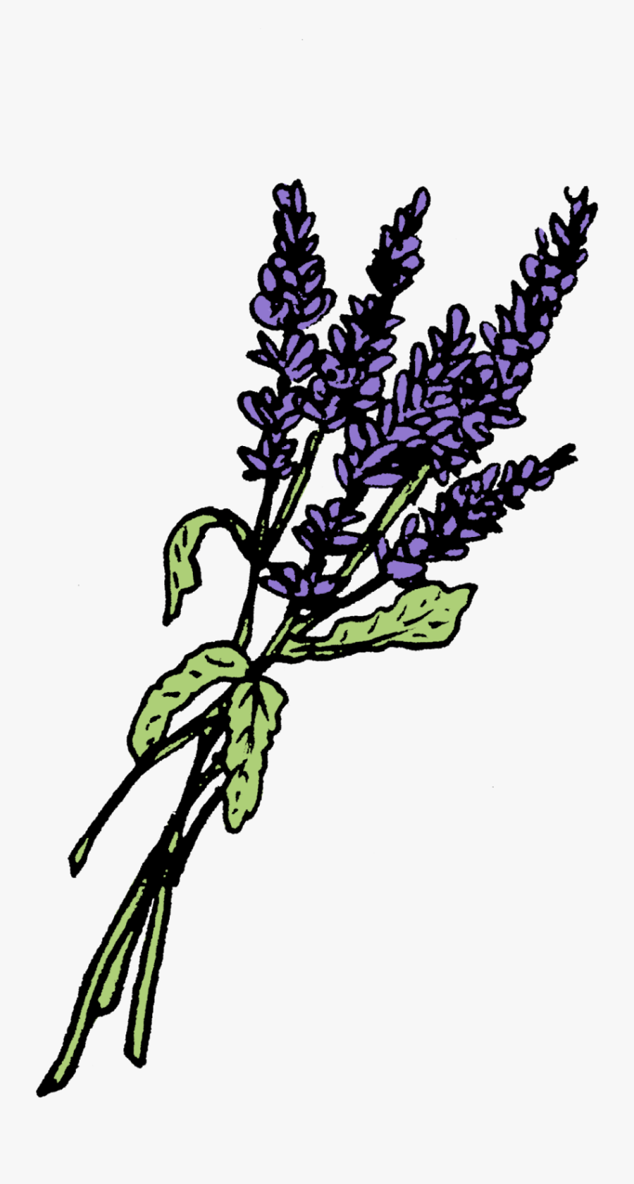 Lavender Graphics Leaf Plant Stem Potion Bottle - Transparent Lavender Images Black And White, Transparent Clipart