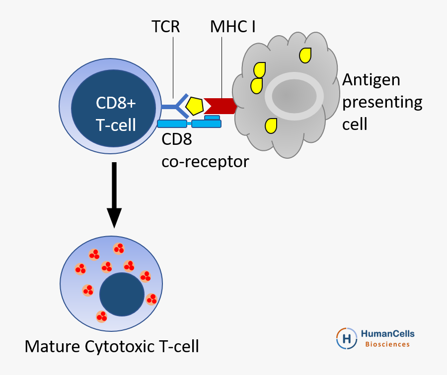 Clip Art Buy Human Cord Blood - Cytotoxic T Cell Activation, Transparent Clipart
