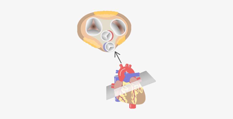 Unlabelled Image Of The Superior View Of The Valves - 4 Heart Valves Cartoon View, Transparent Clipart