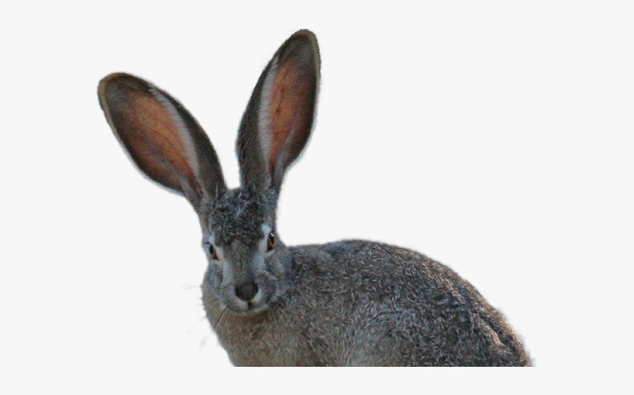 Jack Rabbit Transparent Background, Transparent Clipart