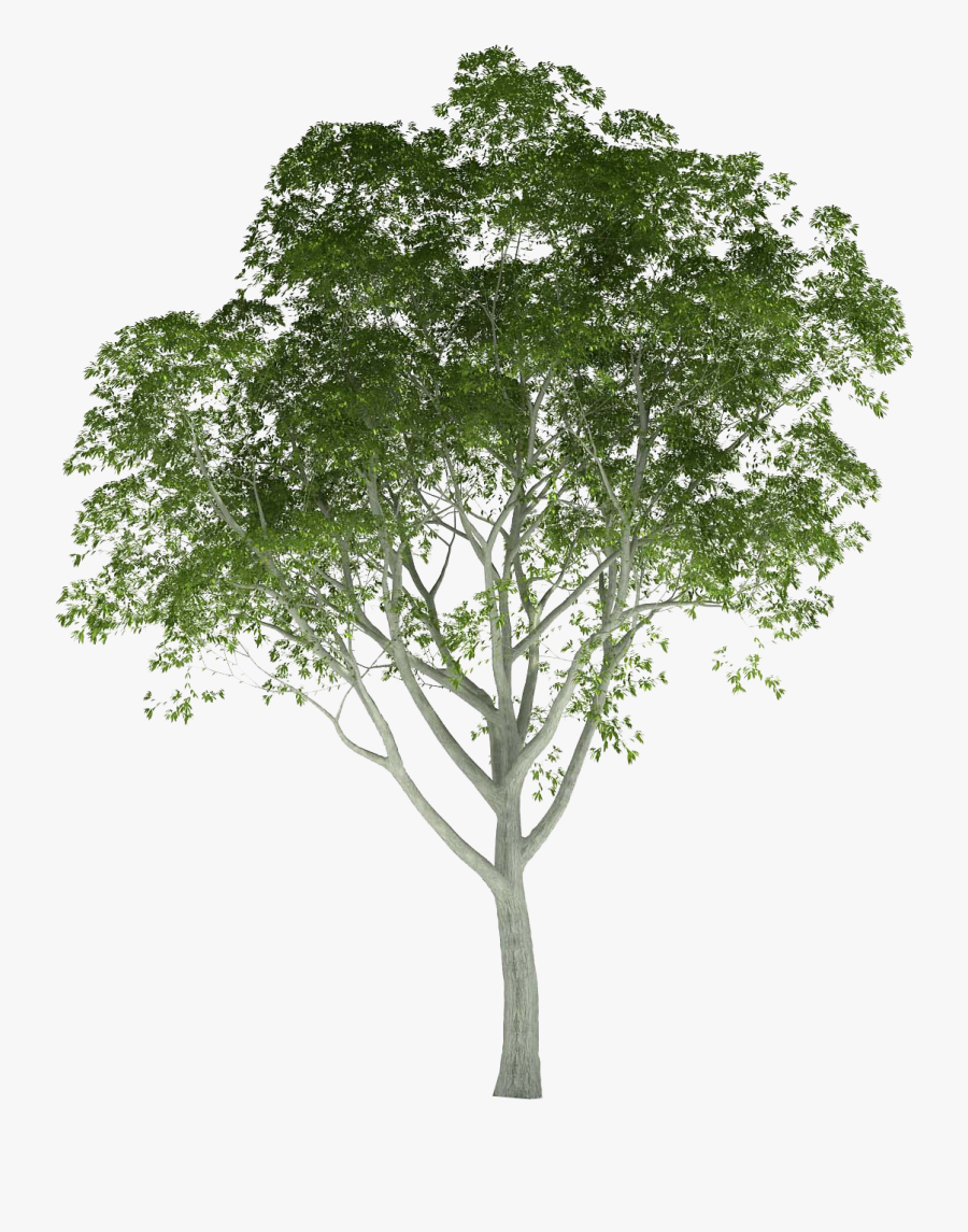 Png Trees For Photoshop - Trees For Rendering In Photoshop, Transparent Clipart